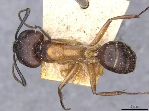 Camponotus zenon - CASENT0910040
