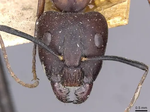 Camponotus zenon - CASENT0910040