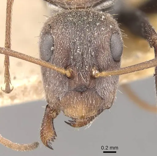 Camponotus zimmermanni specimen