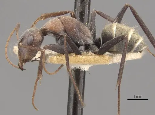 Camponotus zimmermanni specimen