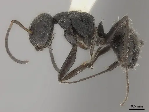 Camponotus zoc specimen