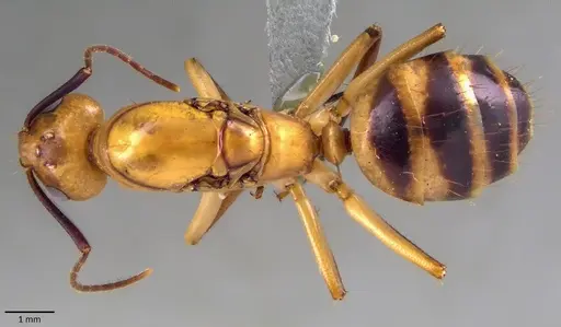 Camponotus zonatus specimen