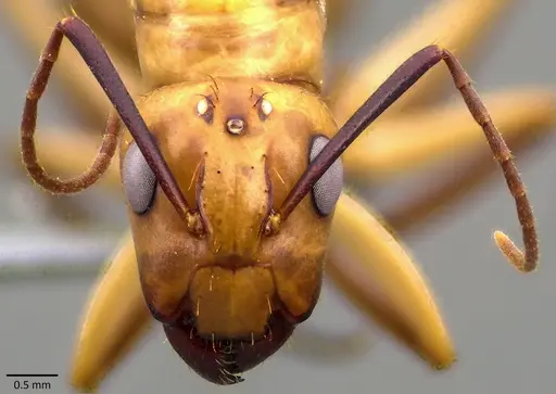 Camponotus zonatus specimen