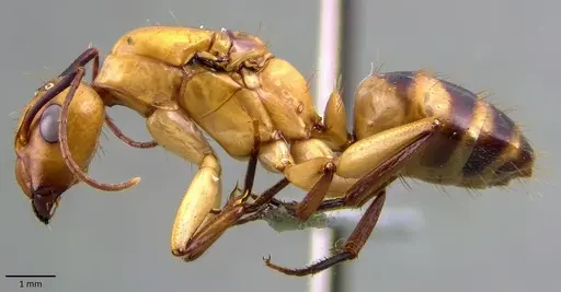 Camponotus zonatus specimen