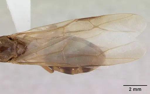 Camponotus zonatus - CASENT0173222