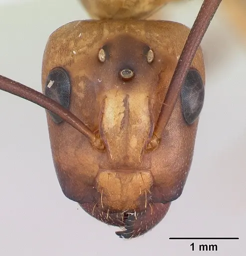 Camponotus zonatus - CASENT0173222