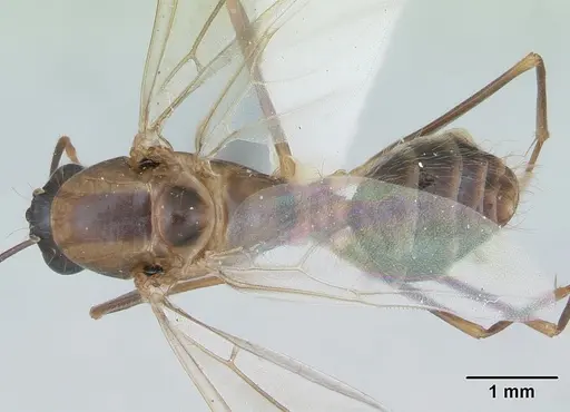 Camponotus zonatus - CASENT0173223