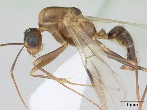 Camponotus zonatus - CASENT0173223