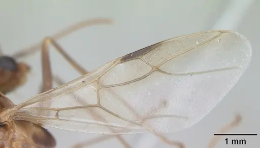 Camponotus zonatus - CASENT0173223