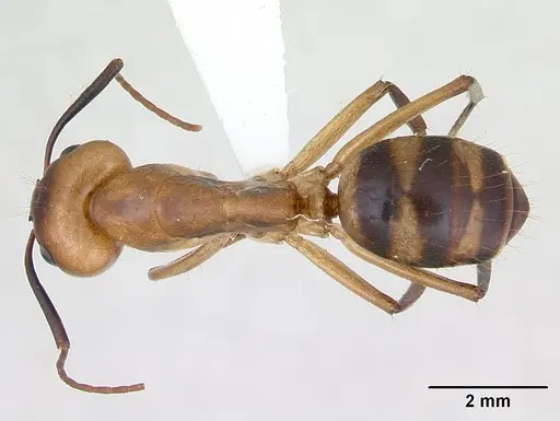 Camponotus zonatus - CASENT0173224