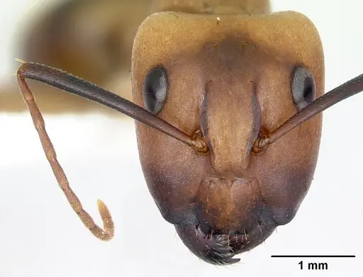Camponotus zonatus - CASENT0173224