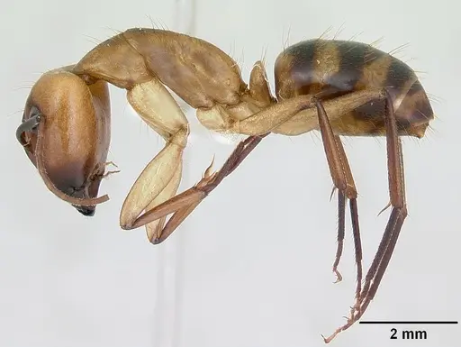 Camponotus zonatus - CASENT0173224