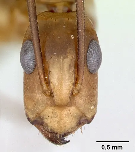 Camponotus zonatus - CASENT0173225