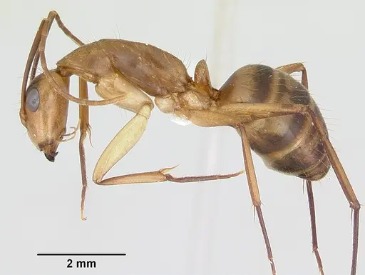 Camponotus zonatus - CASENT0173225