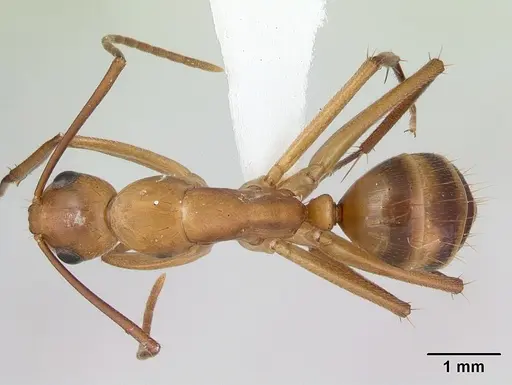 Camponotus zonatus - CASENT0173226
