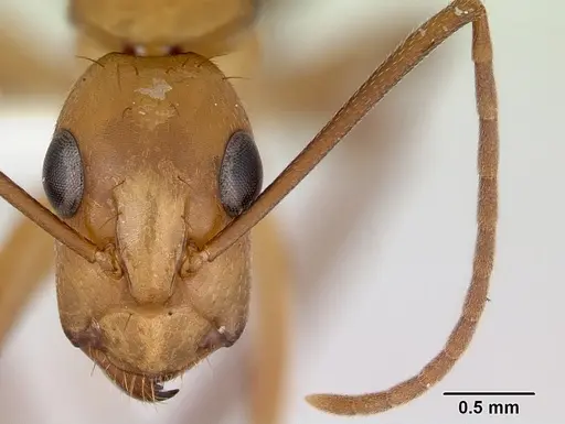 Camponotus zonatus - CASENT0173226