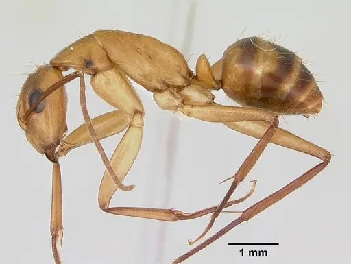 Camponotus zonatus - CASENT0173226