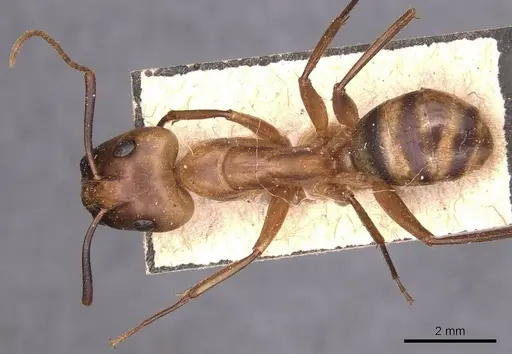 Camponotus zonatus - CASENT0905261