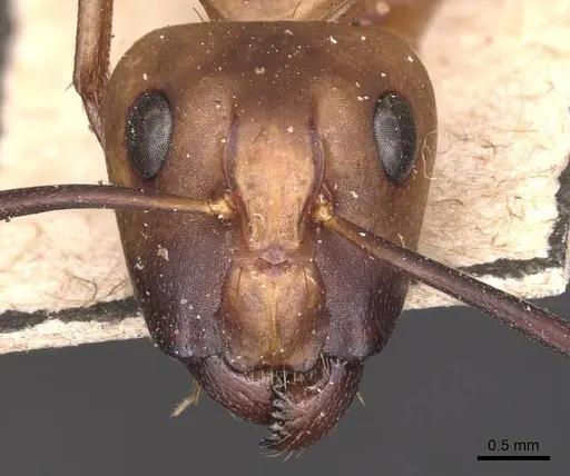 Camponotus zonatus - CASENT0905261