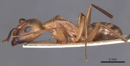 Camponotus zonatus - CASENT0905261