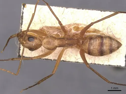 Camponotus zonatus - CASENT0905262