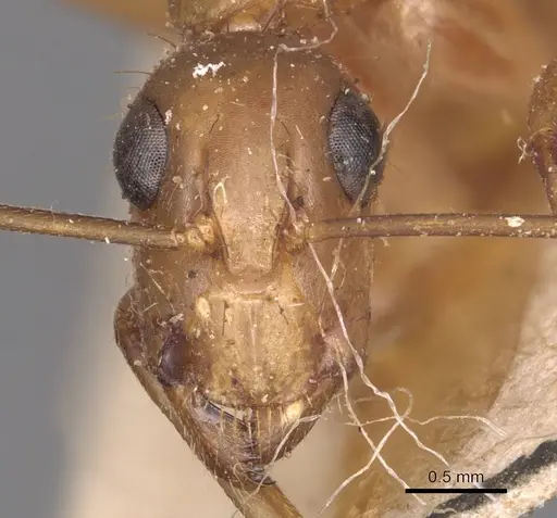 Camponotus zonatus - CASENT0905262