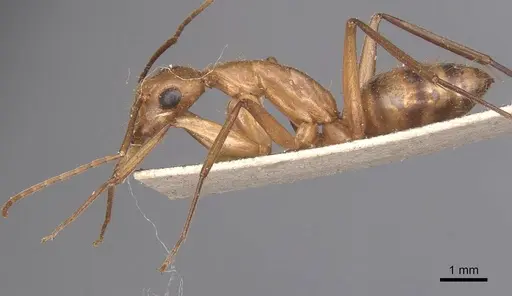 Camponotus zonatus - CASENT0905262