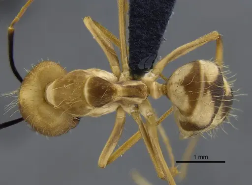 Camponotus zonatus - CBUMAGENT41795