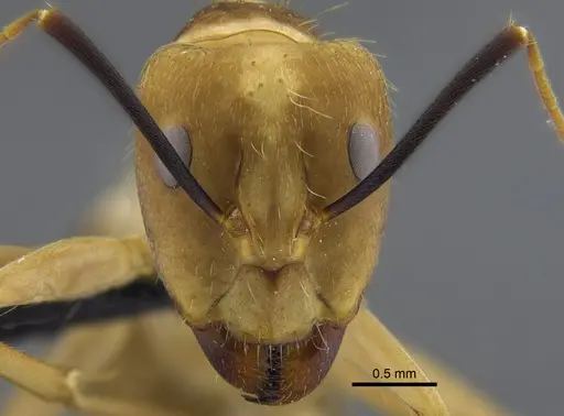 Camponotus zonatus - CBUMAGENT41795