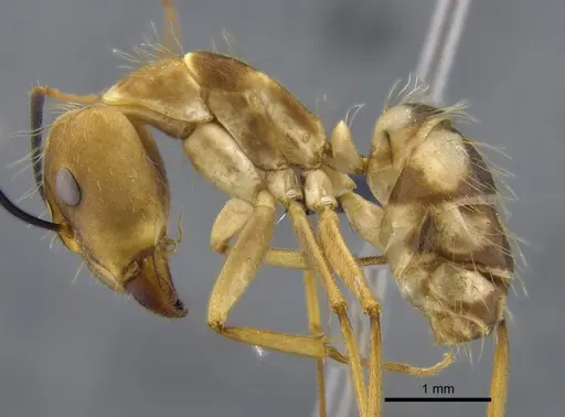 Camponotus zonatus - CBUMAGENT41795