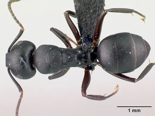 Camponotus zoro specimen