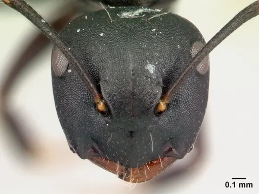 Camponotus zoro specimen