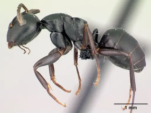 Camponotus zoro specimen