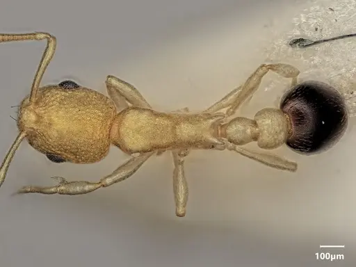 Cardiocondyla allonivalis specimen