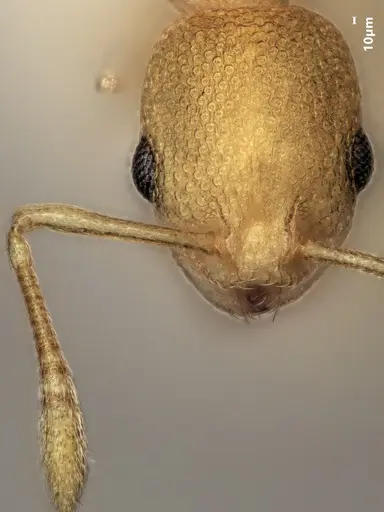 Cardiocondyla allonivalis specimen