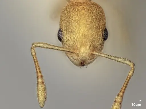 Cardiocondyla allonivalis specimen