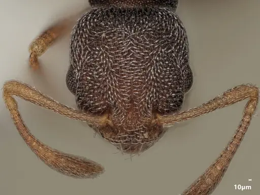 Cardiocondyla argentea specimen