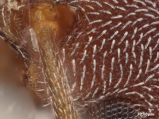 Cardiocondyla argentea specimen