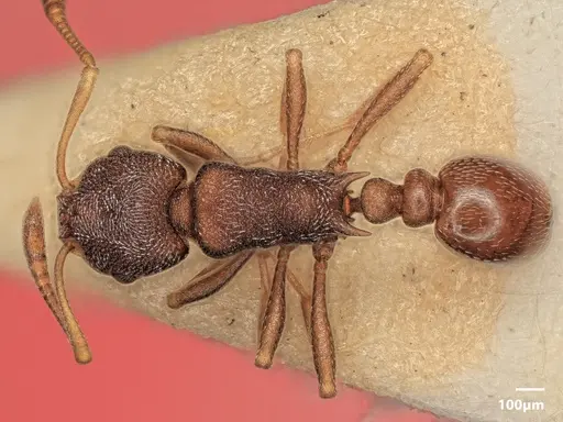 Cardiocondyla argyrotricha specimen