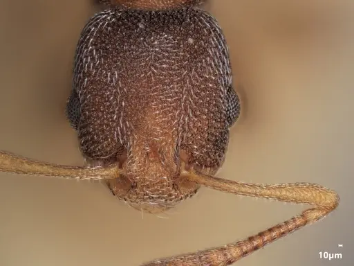 Cardiocondyla argyrotricha specimen