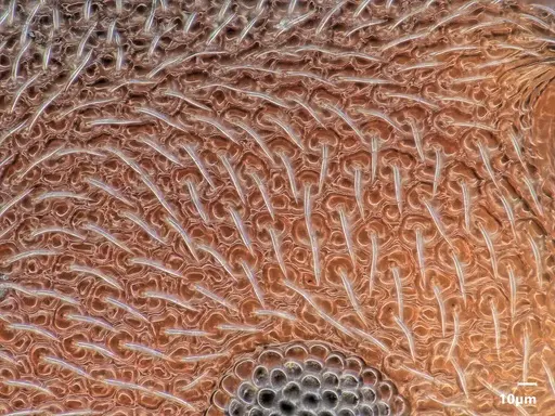 Cardiocondyla argyrotricha specimen