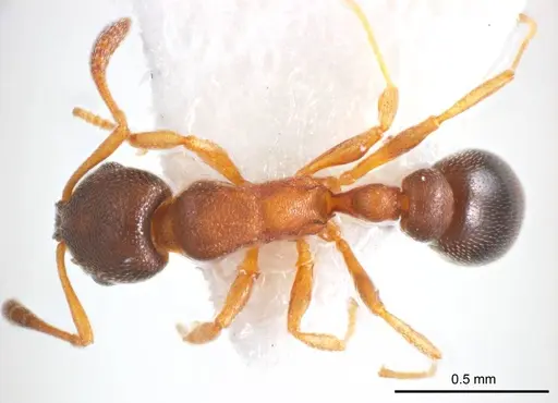 Cardiocondyla atalanta specimen