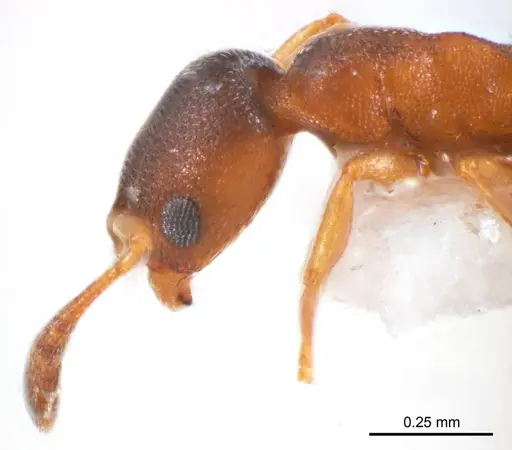 Cardiocondyla atalanta specimen