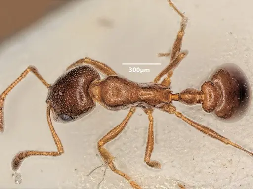 Cardiocondyla batesii specimen