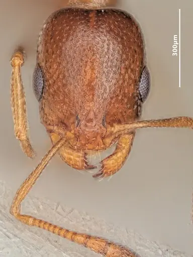 Cardiocondyla batesii specimen