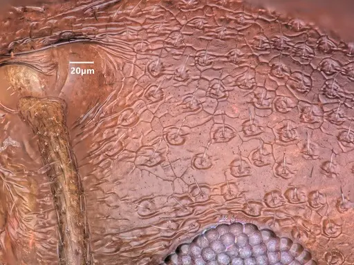Cardiocondyla batesii specimen