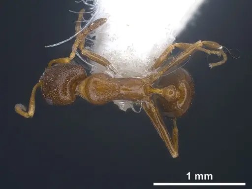 Cardiocondyla brachyceps specimen