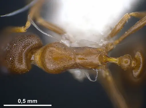 Cardiocondyla brachyceps specimen