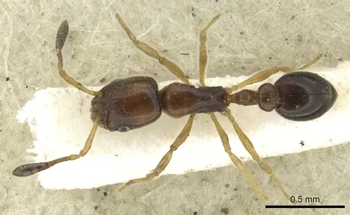 Cardiocondyla britteni specimen