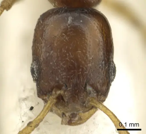 Cardiocondyla britteni specimen